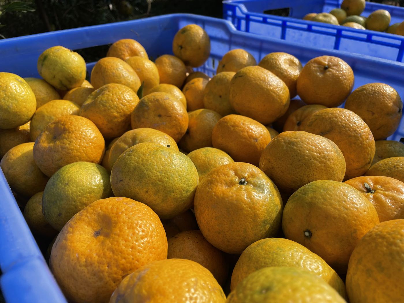 Harvest crates of Xinhui mandarins